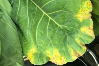 Black rot (Xanthomonas campestris pathovar campestris) symptoms are yellow, V-shaped lesions that appear along the tips of the leaves with the point of the V directed toward a vein.Picture