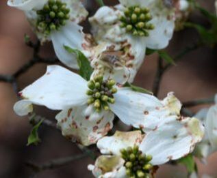 Spot anthracnose on dogwood (Cornus florida) petals.