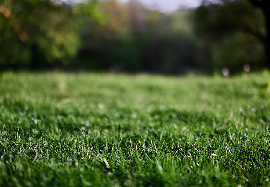 grass example